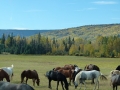 pic-p1080877