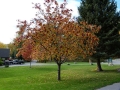 pic-p1090501